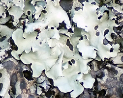 Parmotrema robustum (Degel.) Hale. forme saxicole jaunâtre.