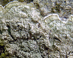 Lepra albescens (Huds.) Hafellner morpho corallina forme corticole.