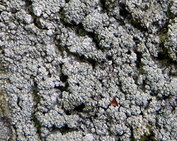Lepra albescens (Huds.) Hafellner morpho corallina forme corticole.