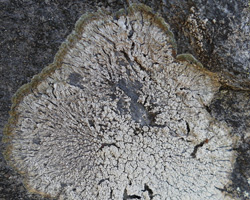 Lepra albescens (Huds.) Hafellner morpho corallina forme saxicole.