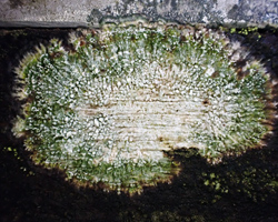 Lepra pulvinata (Erichsen) Hafelner 
 
=Pertusaria amara forma pulvinata (Erichsen) Almb.