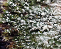 Lepra pulvinata (Erichsen) Hafelner 
 
=Pertusaria amara forma pulvinata (Erichsen) Almb.