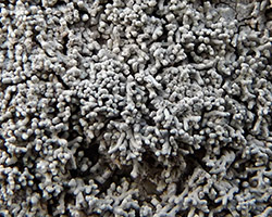 Lepra corallina (L.) Hafellner
 
=Pertusaria corallina (L.) Arnold