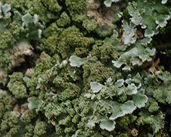 Physconia grisea (Lam.) Poelt subsp. grisea