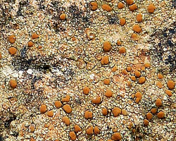 Protoblastenia rupestris forme sur roche calcaire.