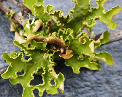 Crocodia aurata (Ach.) Link 
= Pseudocyphellaria aurata (Sm.) Vain.