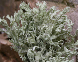 Ramalina pollinaria (Westr.) Ach.