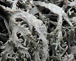 Ramalina siliquosa Chem. crassa forme des rochers côtiers.