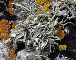 Ramalina siliquosa (Huds.) A. L. Sm. agg.