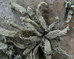 Ramalina siliquosa Chem. crassa forme des parois rocheuses verticales.
