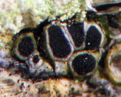 Rinodina capensis Hampe