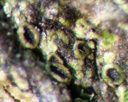 Rinodina sophodes (Ach.) Massal. ss. auct. brit. Cf.