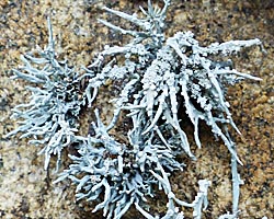 Roccella phycopsis Taxon de méditerranée