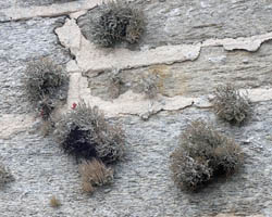 Roccella phycopsis forme des murs.