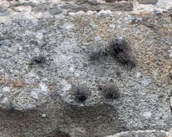 Roccella phycopsis forme des murs.