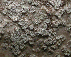 Ropalospora viridis (Tonsberg) Tonsberg