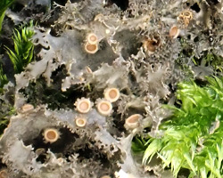 Scytinium lichenoides (L.) Otalora, P. M. Jorg. & Wedin.