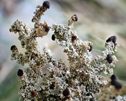 Stereocaulon dactylophyllum Flörke