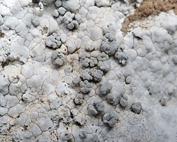 Syncesia myrticola forme parasite de Dirina massiliensis forma massiliensis Taxon méditerranéen des rochers calcaires.