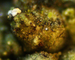 Taeniolella phaeophyscia D. Hawksw.