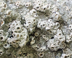 Thelotrema lepadinum forme saxicole des rochers secs.