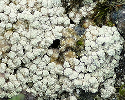 Trapeliopsis granulosa (Hoffm.) Lumbsch