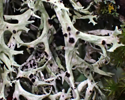 Unguiculariopsis lettaui (Grumman) Coppins