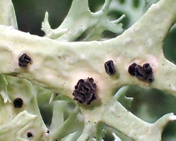 Unguiculariopsis lettaui (Grumman) Coppins