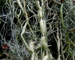 Usnea articulata (L.) Hoffm.