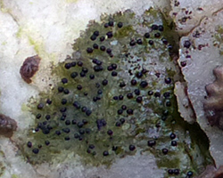 Verrucaria halizoa Leight