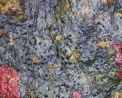 Verrucaria halizoa Leight