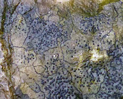 Verrucaria halizoa forme de l'ombre
