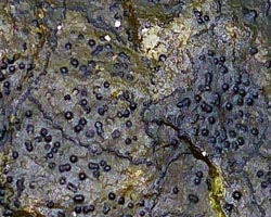 Verrucaria halizoa forme de l'ombre