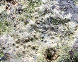 Verrucaria praetermissa (Trev.) Anzi