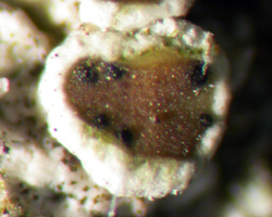 Vouauxiella lichenicola (Linds.) Petr. & Syd.