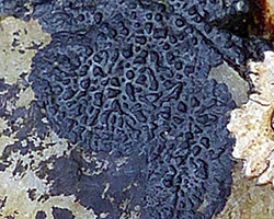 Wahlenbergiella striatula forme à crêtes polygonales