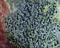 Wahlenbergiella striatula forme à crêtes polygonales