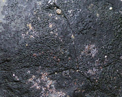 Wahlenbergiella striatula forme noire.