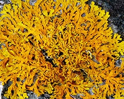 Xanthoria aureola (Ach.) Erichs. forme saxicole de la zone mésique.