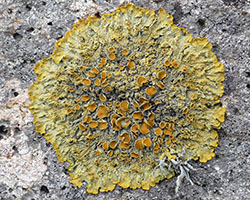 Xanthoria parietina forme saxicole des rochers acides de la zone xérique.