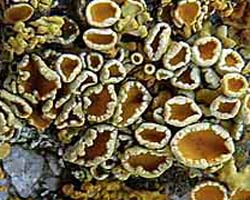 Xanthoria parietina forme saxicole des rochers alcalins de la zone mésique.