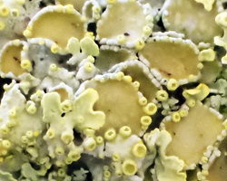 Xanthoria parietina forme ramicole des milieux marins de la zone mésique.