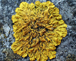 Xanthoria parietina forme saxicole des roches calcaires.