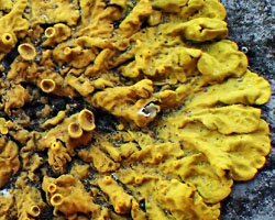 Xanthoria parietina forme saxicole des roches calcaires.