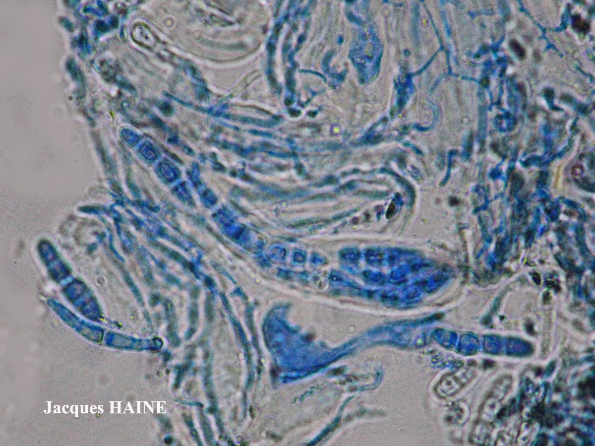 Alyxoria varia forme saxicole Cf.