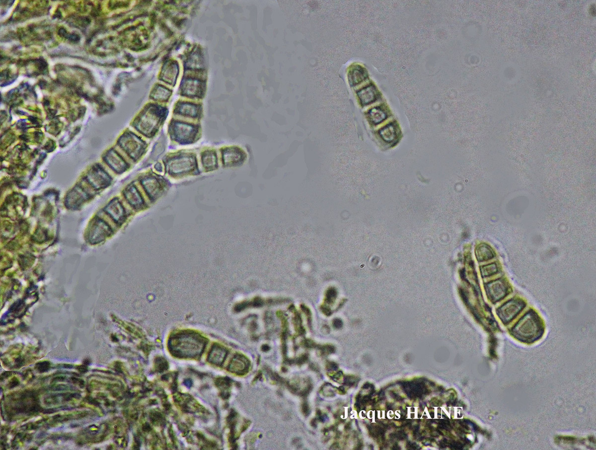 Alyxoria varia forme saxicole Cf.