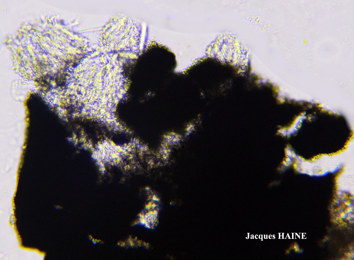 Alyxoria varia forme saxicole Cf.