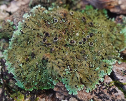 Anaptychia palmulata (Michx.) Vainio ss. auct. am.