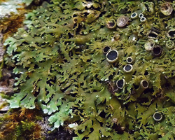 Anaptychia palmulata (Michx.) Vainio ss. auct. am.