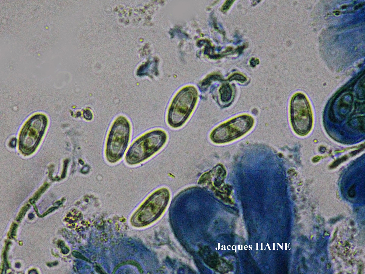 Arthonia apotheciorum (A. Massal.) Almq.